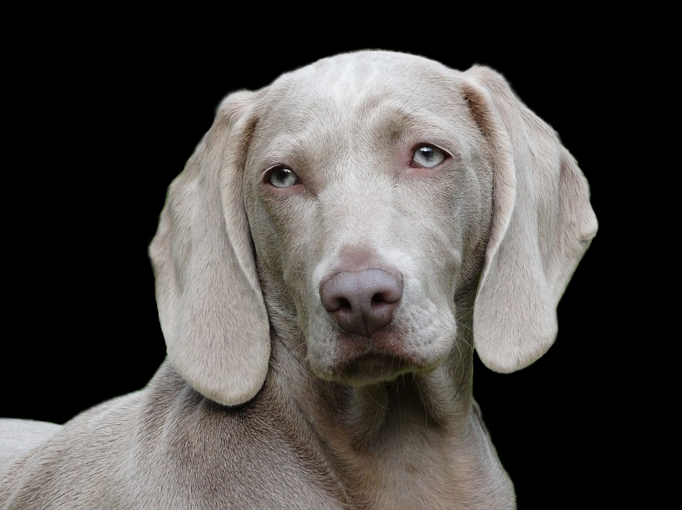 Tips on how to train your dog
