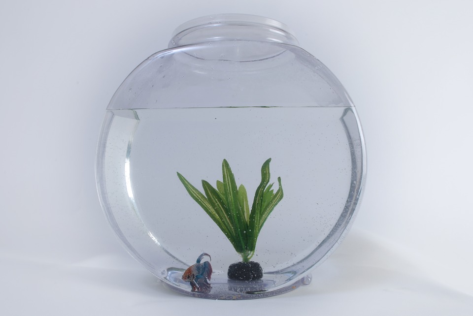 Common types of fish aquariums