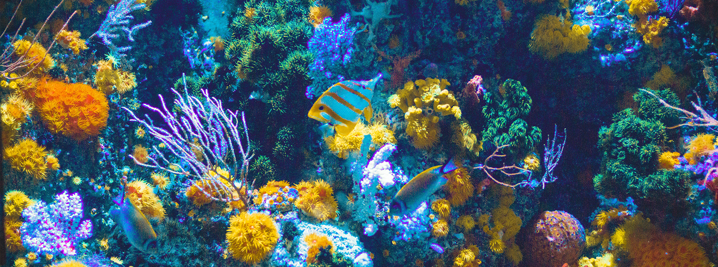 fish-aquariums fish-aquariums